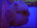 WYSIWYG Stichodactyla haddoni M