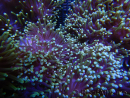 Heteractis magnifica L