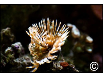 Sabellastarte magnifica CARAIBES