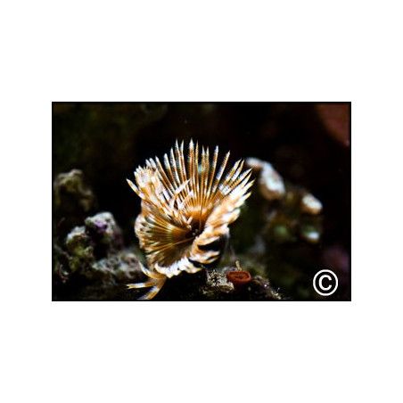 Sabellastarte magnifica CARAIBES