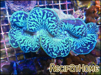 WYSIWYG Bénitiers Ultra COLOR XL 5