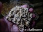 Ensemencées  Nano pierres vivantes 10-20 cm au Kg 