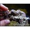 Ensemencées  Nano pierres vivantes 10-20 cm au Kg 