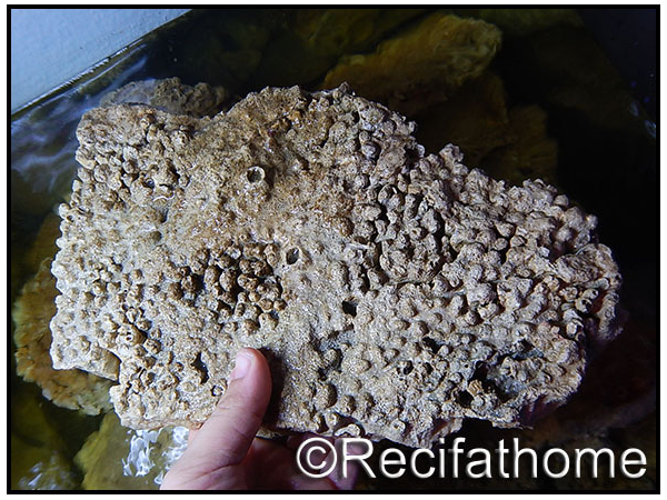 Pierres mortes grandes naturelles de 30 à 40 cm au Kg 