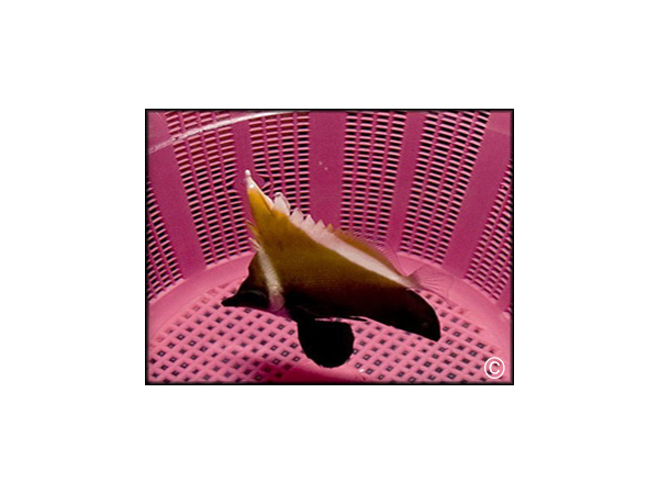 Heniochus varius