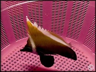 Heniochus varius
