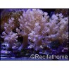 Litophyton arboreum S