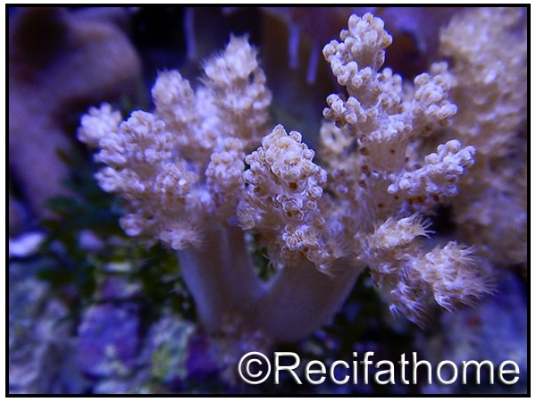 Litophyton arboreum S