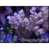 Litophyton arboreum S