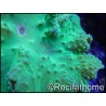Sinularia dura fluorescent green RARE L
