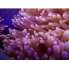 Heteractis magnifica L