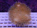 Sarcophyton glaucum