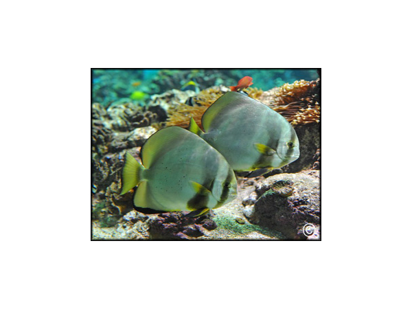 Platax orbicularis