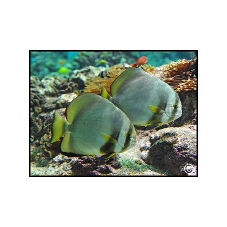Platax orbicularis