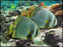 Platax orbicularis