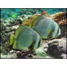 Platax orbicularis