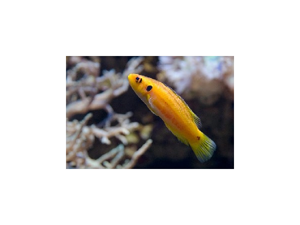 Bodianus bimaculatus