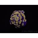 Euphyllia paraancora (1 Small Head)