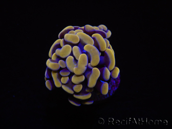 Euphyllia paraancora (1 Small Head)