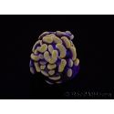Euphyllia paraancora (1 Small Head)