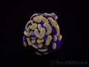 Euphyllia paraancora (1 Small Head)