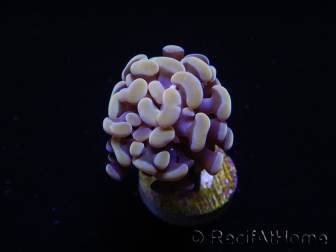 Euphyllia paraancora (1 Small Head)