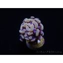 Euphyllia paraancora (1 Small Head)