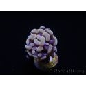 Euphyllia paraancora (1 Small Head)