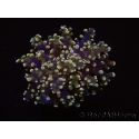 Euphyllia paradivisa green tips S