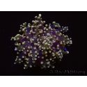Euphyllia paradivisa green tips S