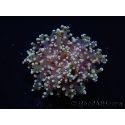 Euphyllia paradivisa green tips S