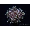 Euphyllia paradivisa green tips S
