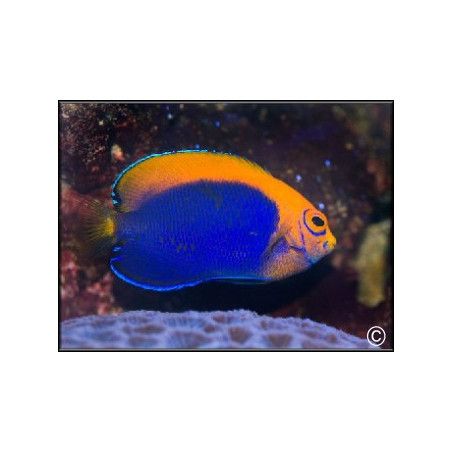 Centropyge acanthops