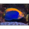 Centropyge acanthops