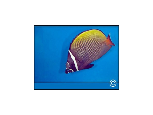 Chaetodon collare
