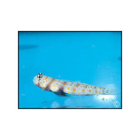 Amblyeleotris guttata
