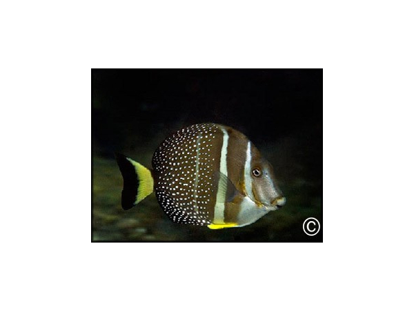 Acanthurus guttatus