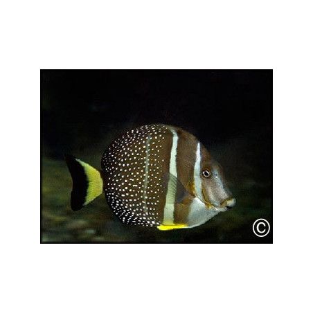 Acanthurus guttatus