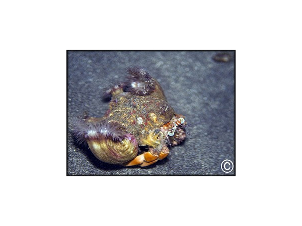 Dardanus pedunculatus