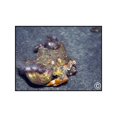 Dardanus pedunculatus