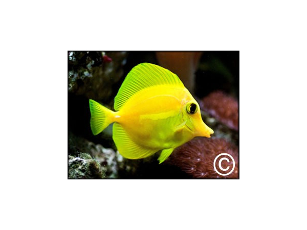 Zebrasoma flavescens