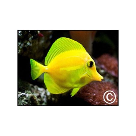 Zebrasoma flavescens