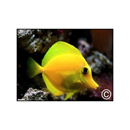 Zebrasoma flavescens