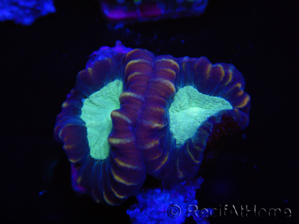 WYSIWYG Caulastrea echinulata 12K2