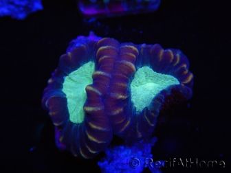 WYSIWYG Caulastrea echinulata 12K2