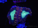 WYSIWYG Caulastrea echinulata 12K2