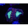 WYSIWYG Caulastrea echinulata 12K2