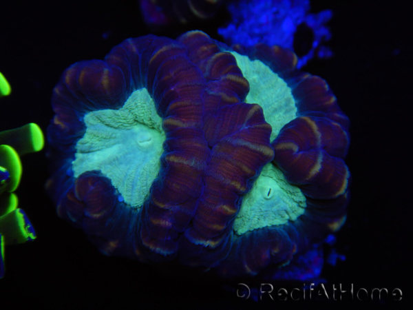 WYSIWYG Caulastrea echinulata 12K3