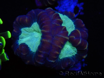 WYSIWYG Caulastrea echinulata 12K3