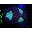 WYSIWYG Caulastrea echinulata 12K3
